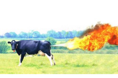 cowfart-300x180.jpg