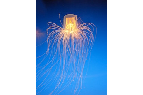 Jelly.jpg
