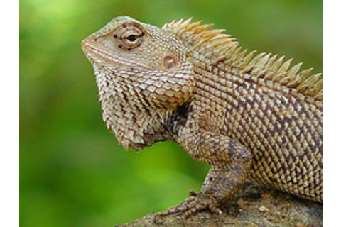 lizard.jpg