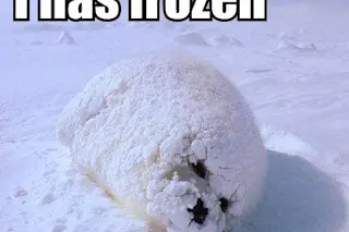 i-has-frozen.jpg