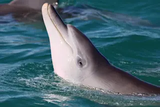 Juvenile male dolphin