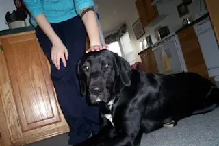 petting-dog-300x225.jpg