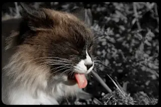 kitty-barf-300x199.jpg