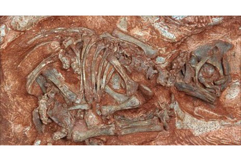 dino-embryo.jpg