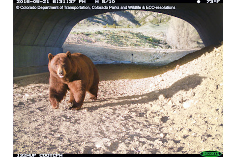SH9 MP132.5 Bear