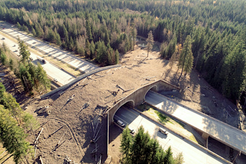 Wildlife Overcrossing Washington