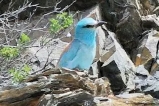 bird-300x175.jpg