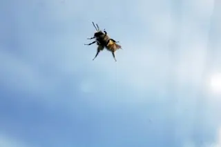 bee-300x199.jpg