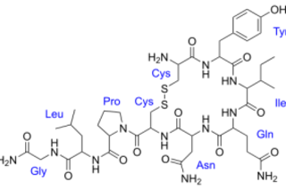 500px-Oxytocin.svg_-300x189.png