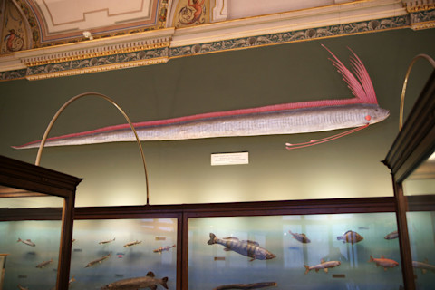 Giant Oarfish, Regalecus glesne, Naturhistorisches Museum Wien