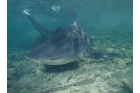 800px-Stierhaai_-_Carcharhinus_leucas-300x223.jpg