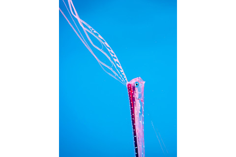 Extremely Rare Deep-sea Fish Oarfish juvenile, HIRIZO Beach