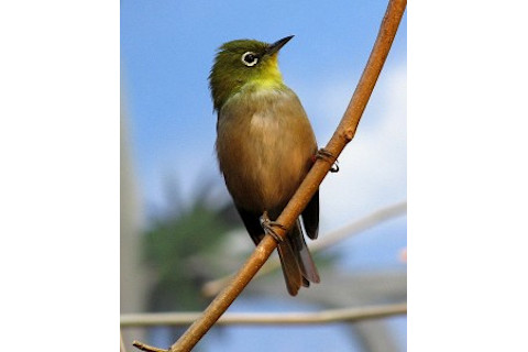 491px-Japanese_White-eye-245x300.jpg