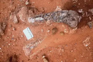 The fossils of Musankwa on Spurwing Island