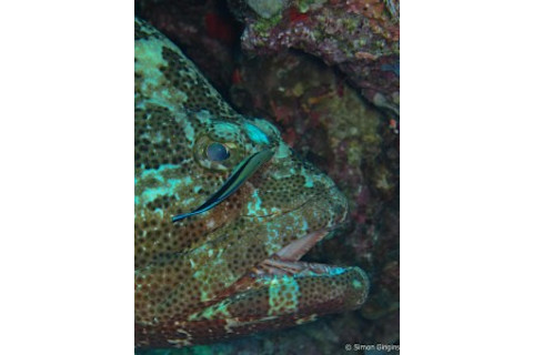 4-Labroides_dimidiatus_Epinephelus_fuscoguttatus--224x300.jpg