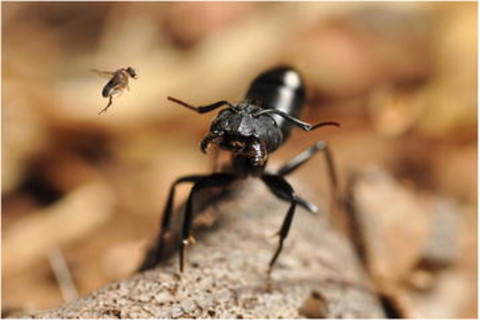 Camponotus_morosus_ant_being_attacked_by_a_parasitoid_phorid_fly.jpg