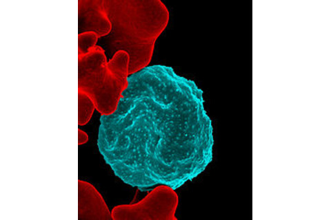 190px-Malaria-infected_Red_Blood_Cell_%2810856848295%29.jpg