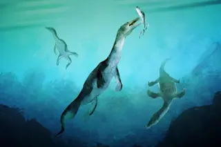 Ancient Sea Reptile