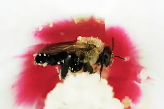 whitebee-300x201.jpg