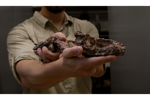 Parvosuchus aurelioi Fossil