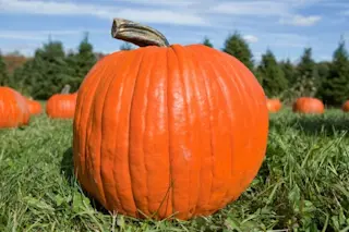 sn-squashes.jpg