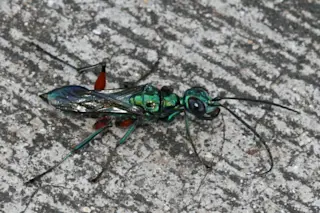 emerald-cockroach-wasp-1024x654.jpg