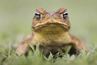 Cane_Toad.jpg