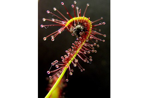 Drosera_capensis_bend-220x300.jpg
