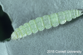 Diamondback_larva-2meu3xf-1024x6831.png