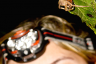 phoneutria_amazon_Christie_Wilcox-223x300.png