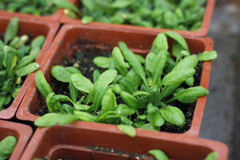 Arabidopsis_Thaliana_planted_in_Laboratory-1024x682.jpg