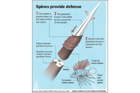 lionfishspinesgraphic-244x300.jpg