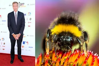 red_carpet_brian_williams_bee.jpg