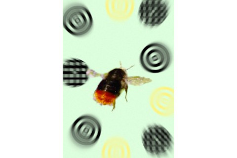 Bee-with-targets-small-212x300.jpg