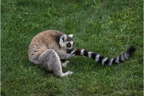 lemur_sniff-1024x685.jpg