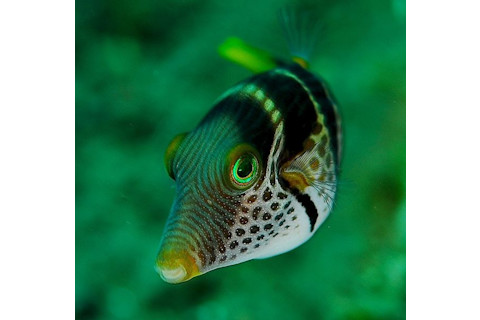 620px-Canthigaster_valentini_1_zps2a99f979.jpg