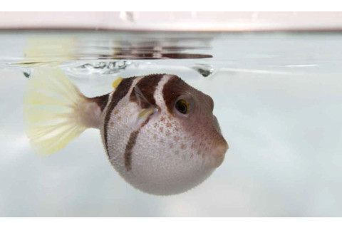 black-saddled-pufferfish-inflated_1_zpsdb38bb71.jpg
