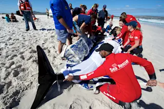 Pilot whale strandings and attempted rescue