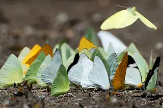 800px-Flickr_-_ggallice_-_Puddling_butterflies.jpg