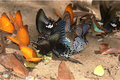 Butterflies_puddling_23979541343.jpg