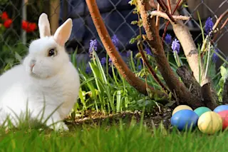 easter_bunny.jpg