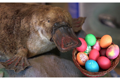 pache-platypus-easter-1024x640.jpg