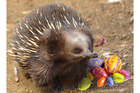 easter_echidna-1024x752.jpg