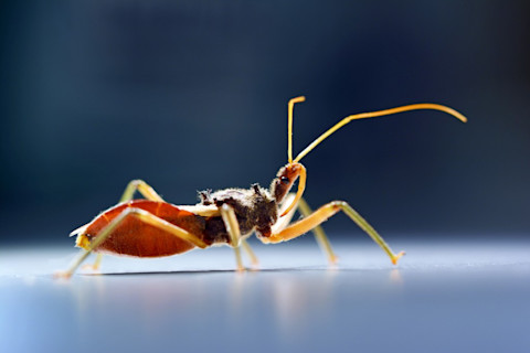 assassin-bug-2-1024x683.jpg