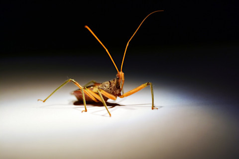 assassin-bug-1-1024x683.jpg