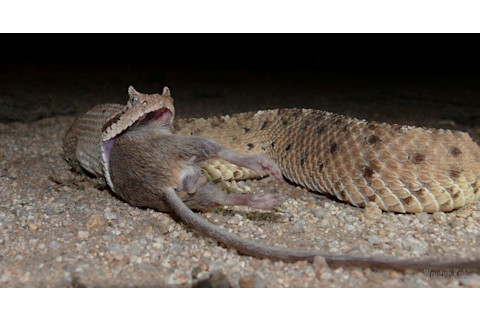 Sonoran-sidewinder-rattlesnake-1024x543.jpg