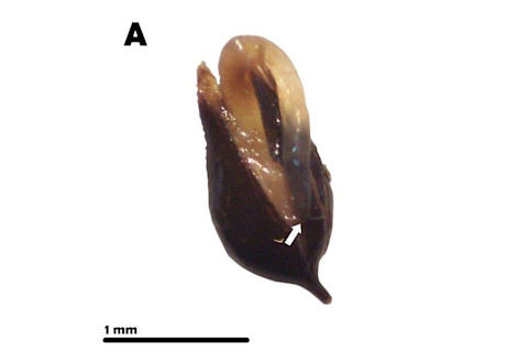 snake-seed-germinated-seed.jpg
