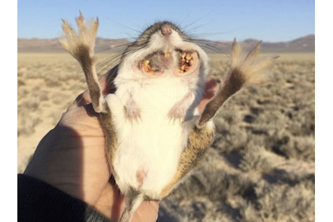 snake-seed-disperser-kangaroo-rat-cheeks-1024x763.jpg