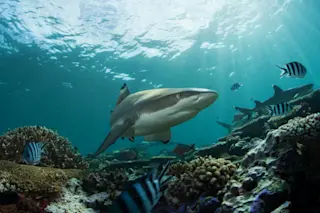 shark_fiji.jpg