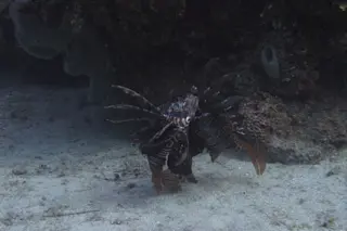 lionfish_fighting_alex_fogg-1024x768.jpg
